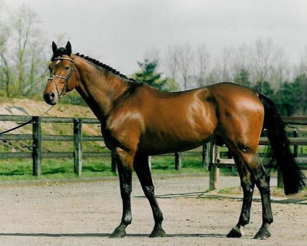 stallion Nabab de Rêve (Belgian Warmblood, 1990, from Quidam de Revel)