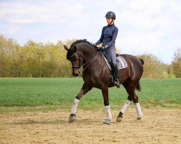 dressage horse Balea 4 (Westphalian, 2010, from Blickpunkt 4)