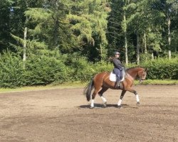 broodmare Bella Besita (Oldenburg, 2009, from Belissimo NRW)