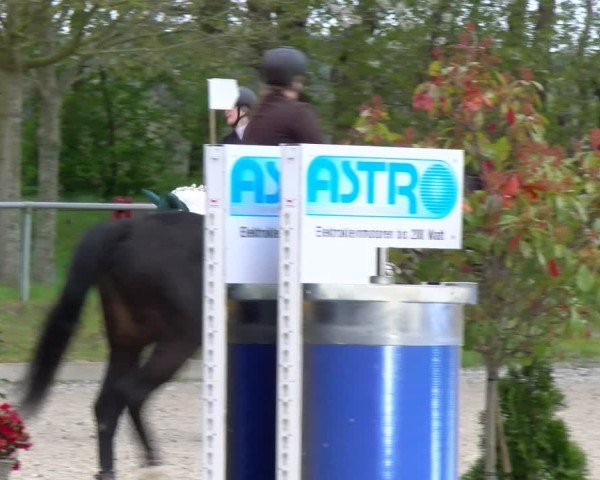 Reitturnier Elmlohe 2025