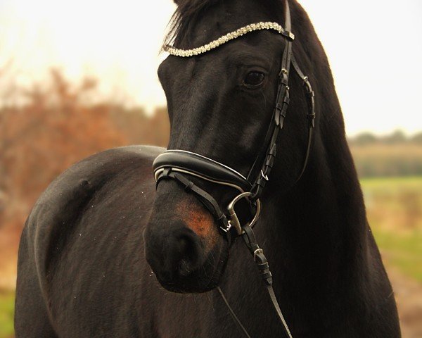 dressage horse Sanchez 41 (Hanoverian, 2011, from San Bernadino 3)