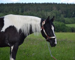 Pferd JD Twin Sister Holly (Paint Horse, 2018, von Cherokee Black Max)