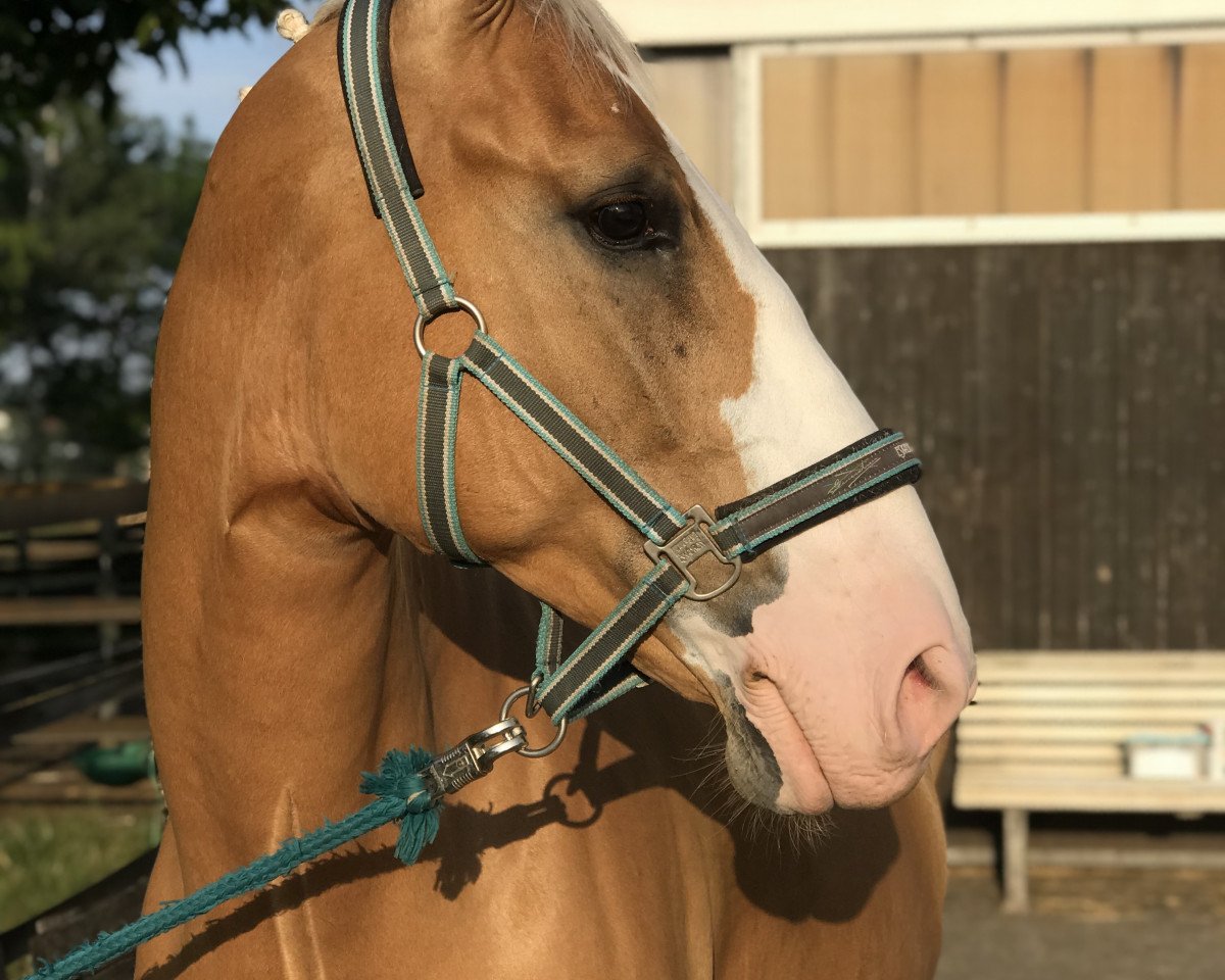 dressage horse Gucio 4 (Polish Warmblood, 2015)
