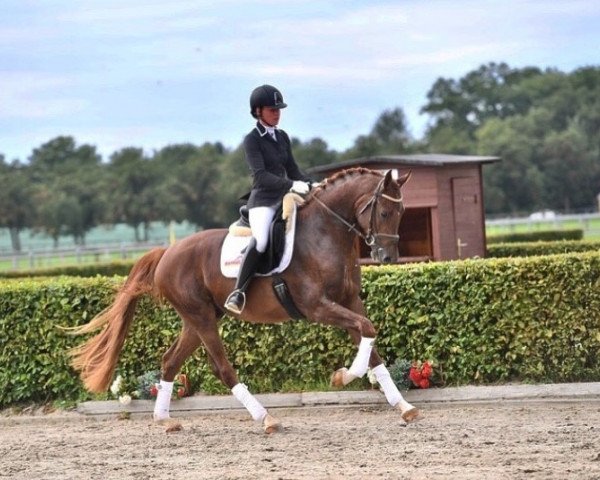 dressage horse For Love 15 (German Sport Horse, 2017, from For Romance I)