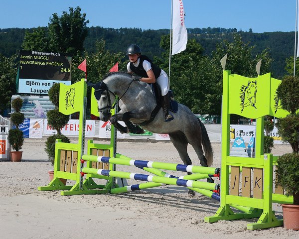 jumper Newgrange Phoenix (Connemara Pony, 2017)