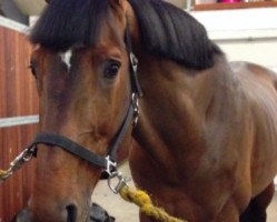 jumper Elton van Groenhove (Belgian Warmblood, 2004, from Clinton)