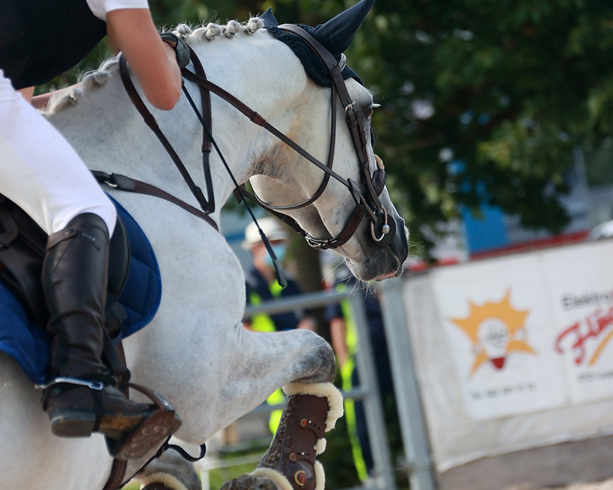 jumper Carrowmore Key Kee (Connemara Pony, 2017, from Glencarrig Joe)