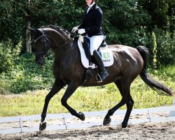 broodmare Diva Royal 16 (Hanoverian, 2014, from Dante Weltino Old)