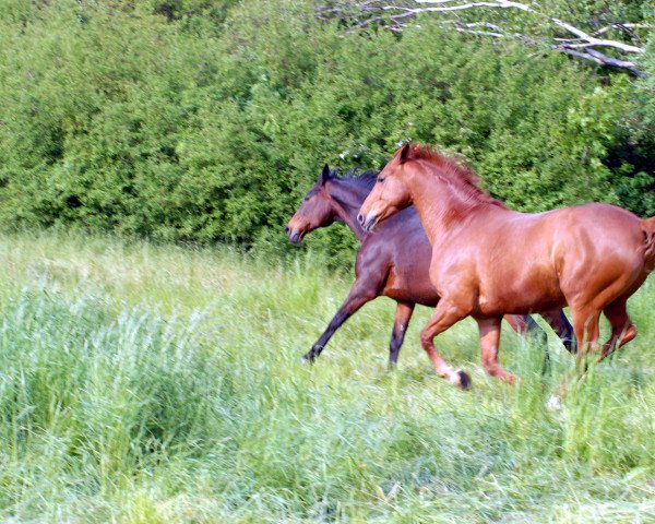 Pferd Noboli (Deutsches Reitpferd, 1998, von Nuget)