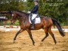 dressage horse Rilanco (Mecklenburg, 2009, from Repertoire 4)