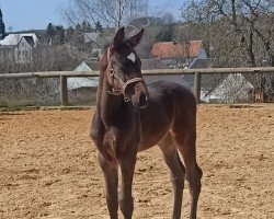 jumper Schwarze Elster (German Sport Horse, 2021, from Schenkenberg)