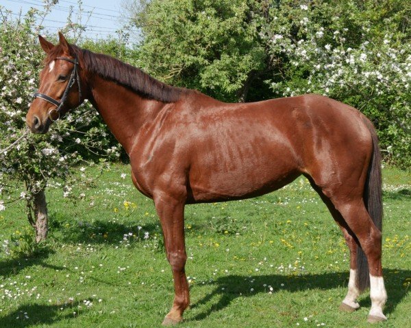 dressage horse Quäntchen Hope (Hanoverian, 2016, from DSP Quindale)