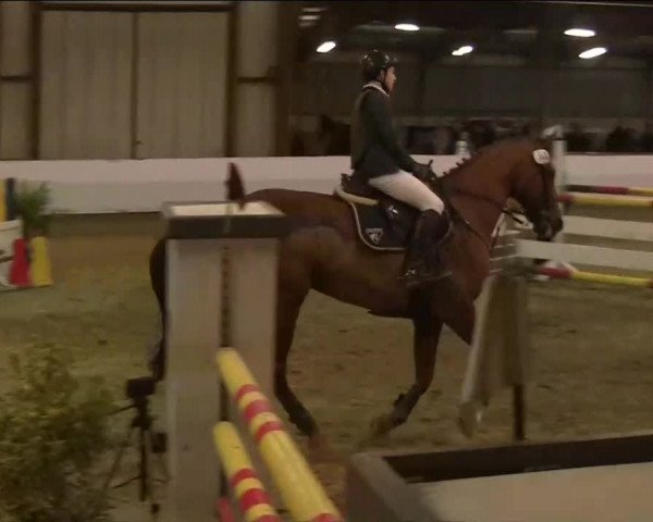 Hallenspringturnier Barlo Bocholt 2014