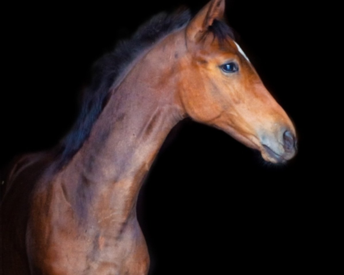 jumper Take On Me 3 (Hanoverian, 2020, from Taloubet Z)