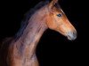 jumper Take On Me 3 (Hanoverian, 2020, from Taloubet Z)