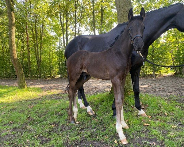 dressage horse Schönling (Westphalian, 2023, from Sezuan's Donnerhall)