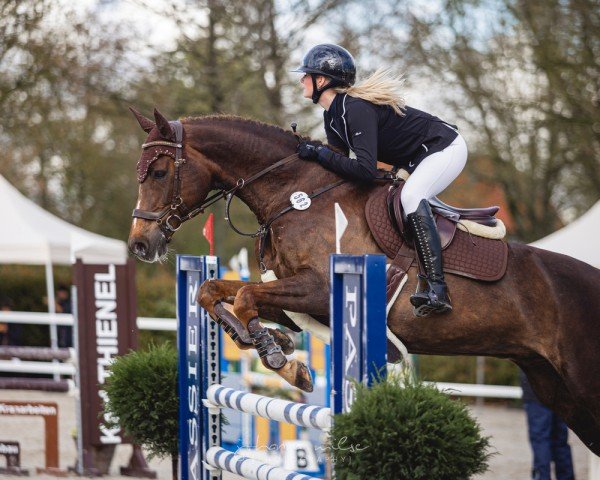 jumper Lambrasco N (Oldenburg show jumper, 2011, from Levisonn 208 FIN)