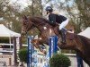 jumper Lambrasco N (Oldenburg show jumper, 2011, from Levisonn 208 FIN)
