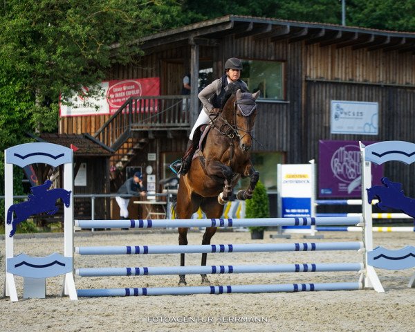 jumper Leolytha T (KWPN (Royal Dutch Sporthorse), 2016, from Zavall VDL)