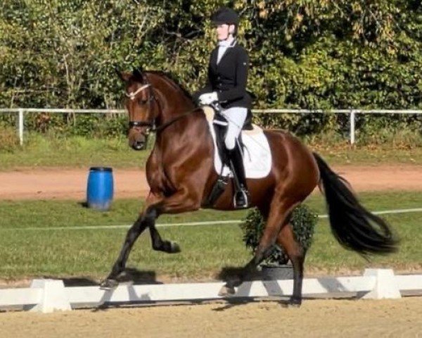 dressage horse Francesca 74 (Hanoverian, 2019, from Follow Him´s Schönweide)