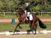 dressage horse Francesca 74 (Hanoverian, 2019, from Follow Him´s Schönweide)