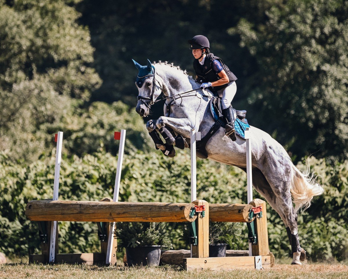 broodmare Vampir's Sambuca (Hanoverian, 2015, from Viscount 22)