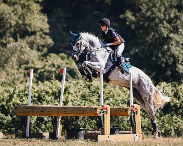 broodmare Vampir's Sambuca (Hanoverian, 2015, from Viscount 22) broodmare Vampir's Sambuca (Hanoverian, 2015, from Viscount 22)