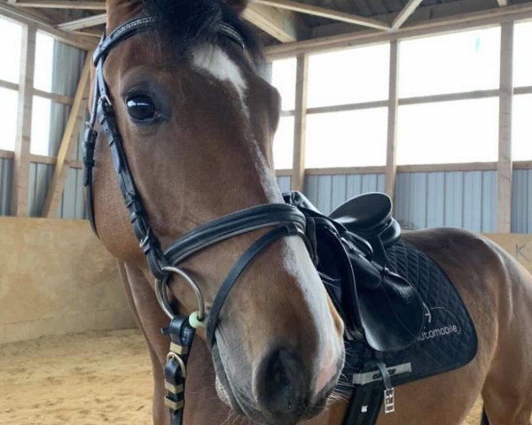 jumper Wiebke (German Sport Horse, 2017, from Cassoulet)