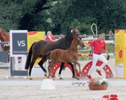 Dressurpferd Vidalgo my heart (Deutsches Reitpony, 2021, von Viva Vidal)