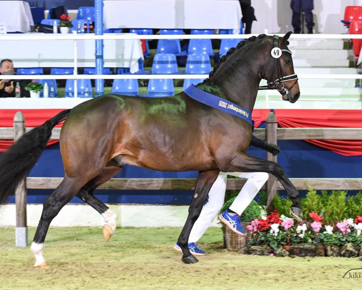 stallion Florida TN (Oldenburg, 2018, from For Dance)