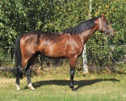 Deckhengst Libertus (Holsteiner, 1990, von Lord Calando)