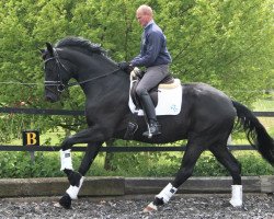 dressage horse Benzema M (Hanoverian, 2017, from Bon Coeur)