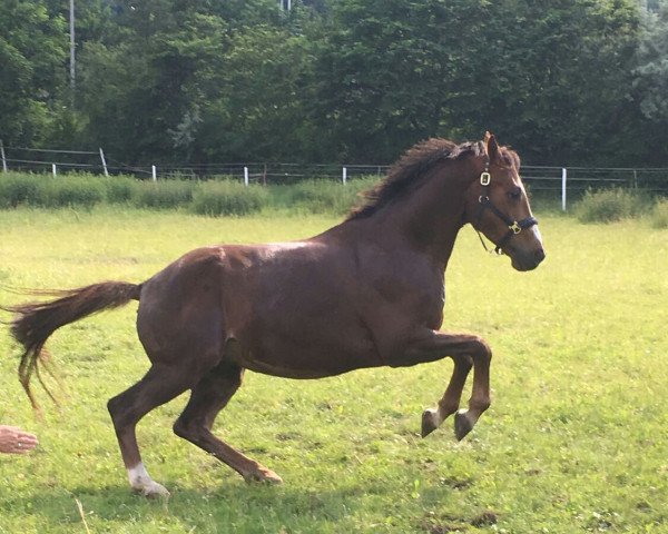 dressage horse Bobby Jones (Hanoverian, 2013, from Beltano)