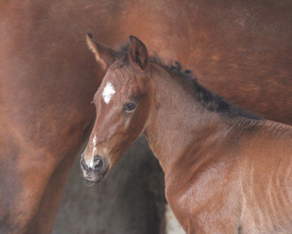 foal by For Chacci's Pleasure HP (Hanoverian, 2025, from Finishing Touch Wareslage)