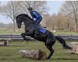 broodmare Charlotte (Mecklenburg, 2011, from Count Up)