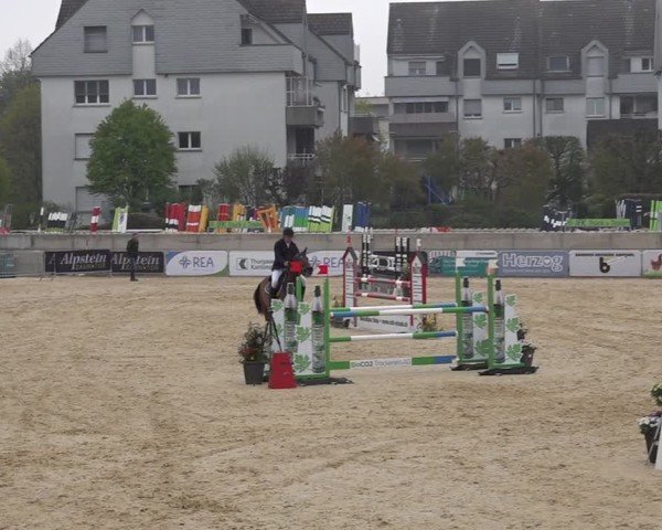 Reitturnier Amriswil 2025