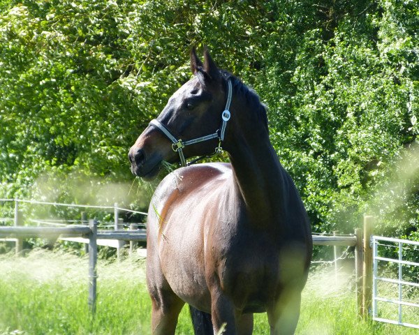 jumper Gabbro 6 (German Warmblood, 1996, from Gaspari I)