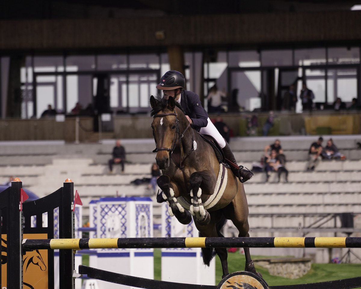 jumper Catch D'Enfer (Luxembourg horse, 2006, from Canto)