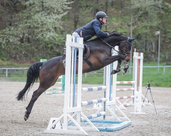 jumper Cadence AK (Zangersheide riding horse, 2019, from Canturano I)