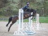 jumper Cadence AK (Zangersheide riding horse, 2019, from Canturano I)