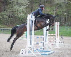 jumper Cadence AK (Zangersheide riding horse, 2019, from Canturano I)