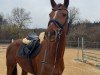 Springpferd PBM Lady Sarah (Deutsches Sportpferd, 2019)