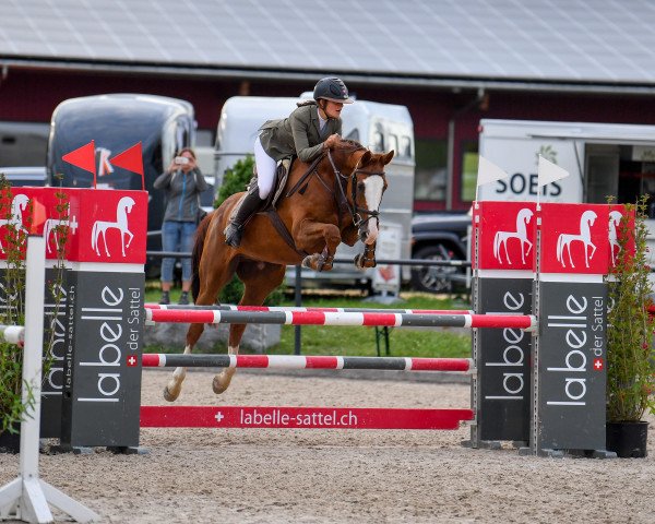 Springpferd Baguera de La Reselle CH (Schweizer Warmblut, 2014, von Balougran)