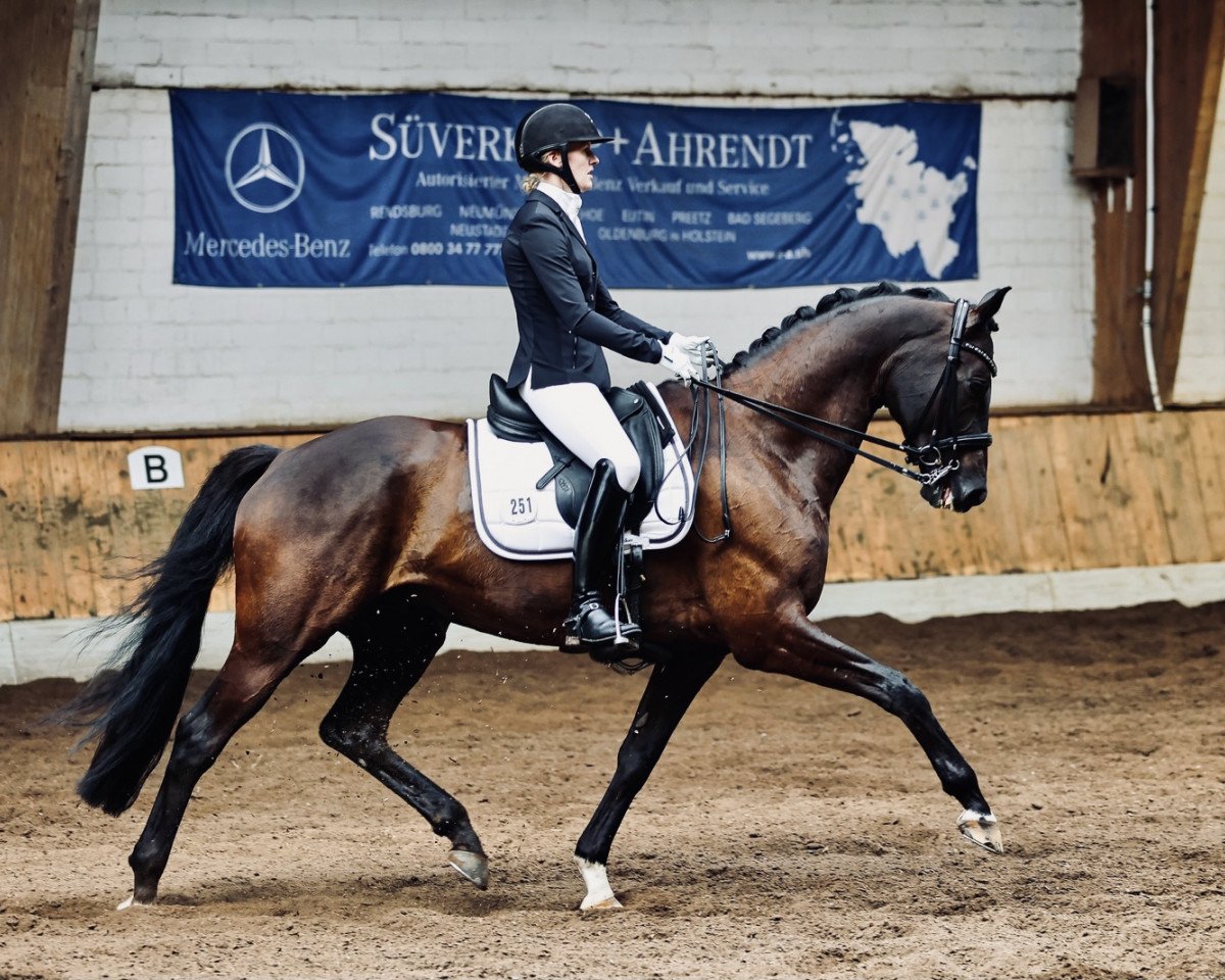 dressage horse Shaerlock (Hanoverian, 2011, from St. Moritz Junior)