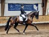 dressage horse Shaerlock (Hanoverian, 2011, from St. Moritz Junior)