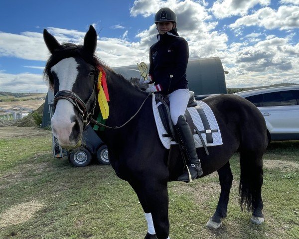 dressage horse Lena Von Wartensee (Noric, 2016)