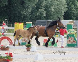 broodmare Nicki (Rhenish-German Cold-Blood, 2009, from Nerlinger RS)