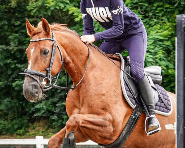 jumper Helene 22 (German Riding Pony, 2009, from Nastral-R)