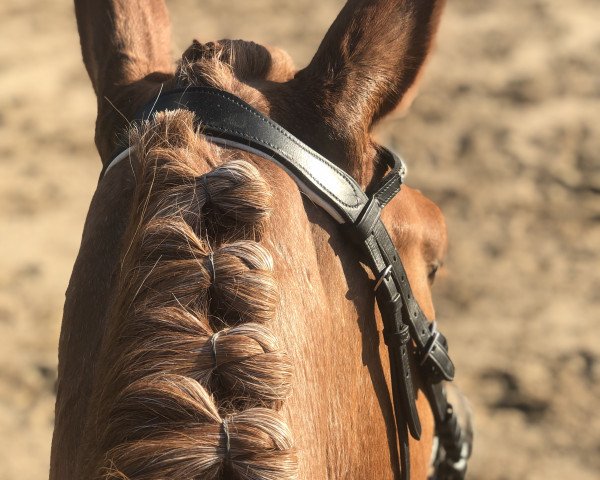 dressage horse Grazia (unknown, 2010)