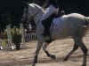 jumper Checkpoint 37 (German Riding Pony, 2012, from Chelsea London)